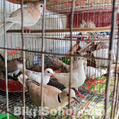 ৬ টি অস্ট্রেলিয়ান ঘুঘু ডিমসহ